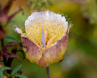 Intermediate Weed's Mariposa Lily - Calochortus weedii var. intermedius