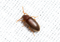 Comb-clawed darkling beetle - Hymenorus sp