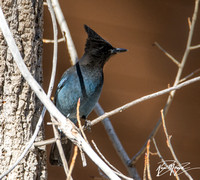 Steller's Jay - Cyanocitta stelleri
