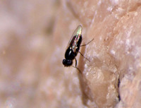Unidentified tiny fly (2)