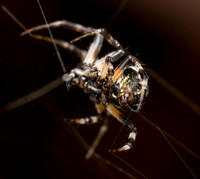 Orb weaver - Metepeira sp