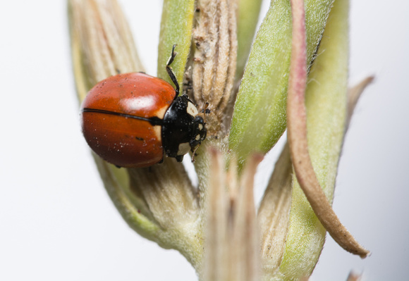 California lady beetle - Coccinella californica
