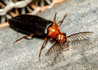 Western Banded Glowworm - Zarhipis integripennis