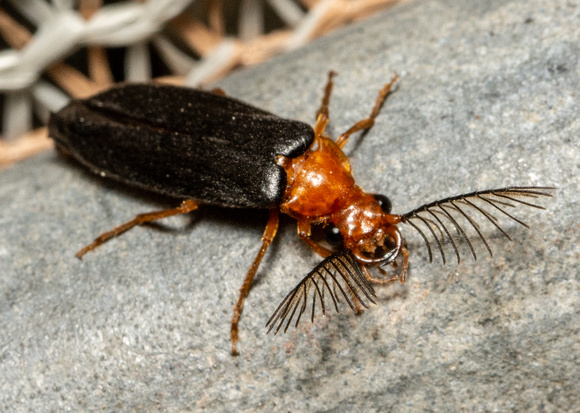 Western Banded Glowworm - Zarhipis integripennis