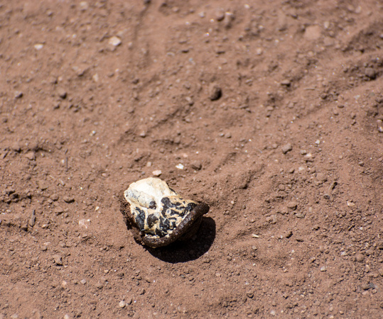 Poop of Greater Roadrunner - Geococcyx californianus