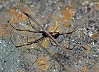 Western black widow - Latrodectus hesperus