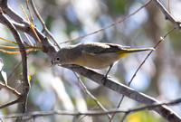 Virginia's Warbler - Leiothlypis virginiae