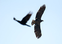 Bald Eagle - Haliaeetus leucocephalus, Common Raven - Corvus corax