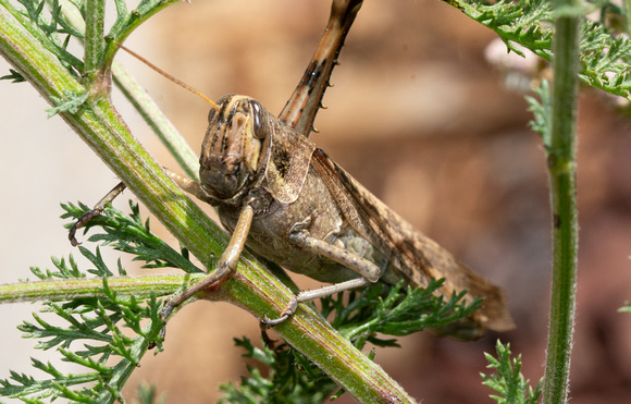 Gray bird grasshopper -Schistocera nitens