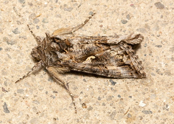 Alfalfa looper moth - Autographa californica