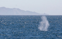 Fin Whale - Balaenoptera physalus