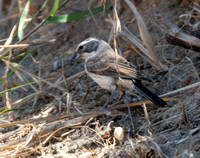 Black-throated Sparrow - Amphispiza bilineata