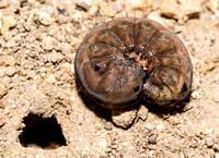 Western Yellowstriped Armyworm - Spodoptera praefica