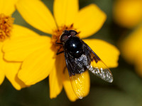 Copestylum mexicanum-violaceum group