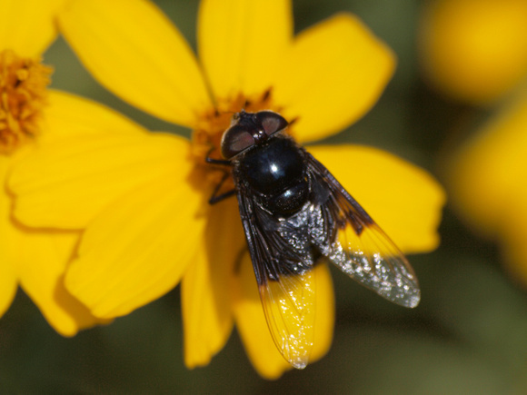 Copestylum mexicanum-violaceum group