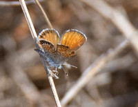 Western Pygmy-Blue - Brephidium exilis
