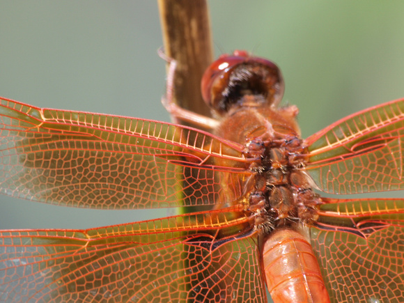 Paleopterous - wings projecting out from the sides