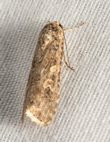 Small Mottled Willow Moth - Spodoptera exigua