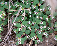 Smallseed sandmat - Euphorbia polycarpa