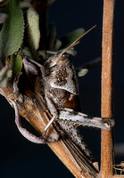 Gray bird grasshopper -Schistocera nitens