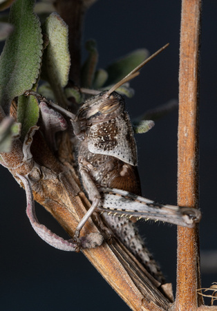 Gray bird grasshopper -Schistocera nitens