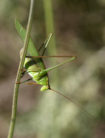 Fork-tailed bush katydid - Scudderia furcata