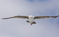 Audubon Pelagic Trip out of Dana Point May-04-2019