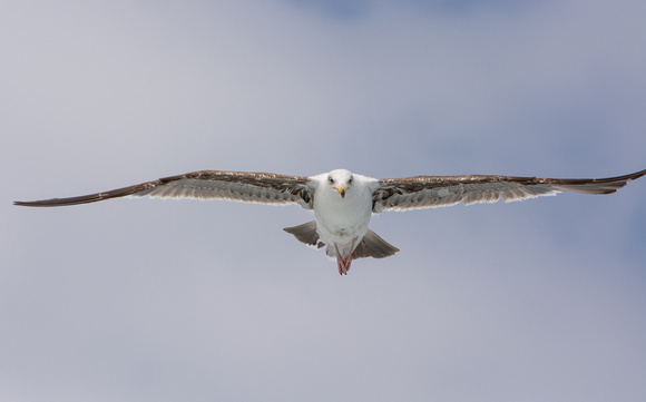 Western Gull - Larus occidentalis