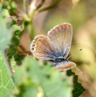 Western tailed-blue - Cupido amyntula
