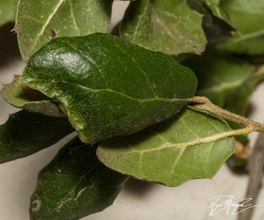 Coast live oak - Quercus agrifolia var. agrifolia