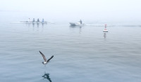 Audubon Pelagic Trip out of Marina del Rey Feb-08-2020