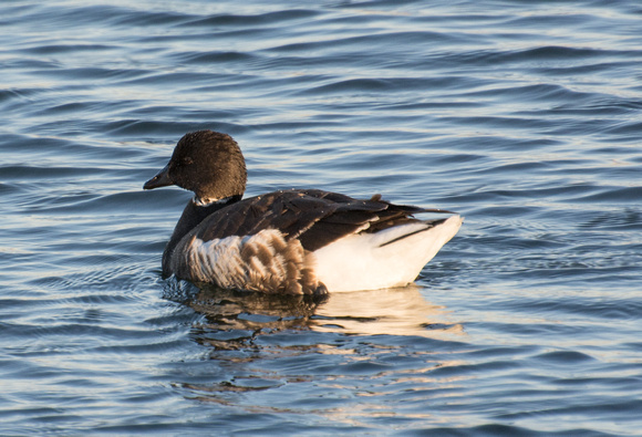 Brant - Branta bernicla