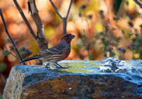 House Finch - Carpodacus mexicanus