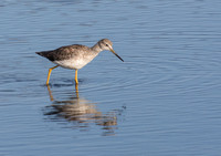 Greater Yellowlegs - Tringa melanoleuca