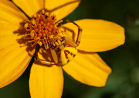 Whitebanded crab spider - Misumena formosipes