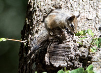 Lodgepole chipmunk - Neotamias speciosus