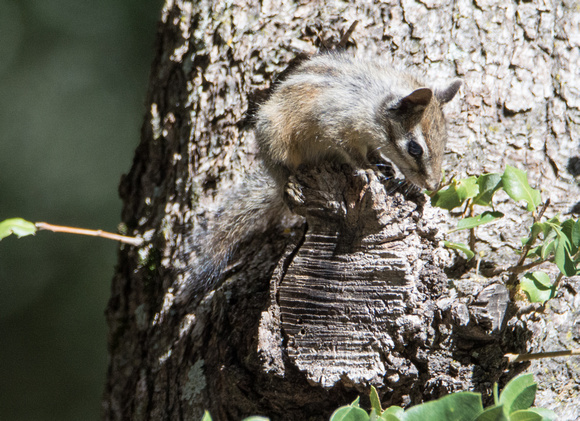 Lodgepole chipmunk - Neotamias speciosus