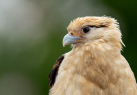 Yellow-headed Caracara - Daptrius chimachima (not supposed to be here)