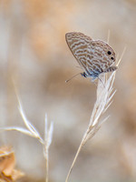 Marine blue -Leptotes marina