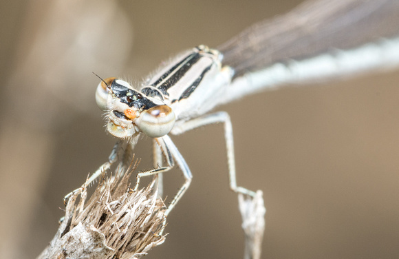 Damselfly - Enallagma sp