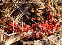 Red bug - Scantius aegyptius