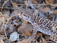 Long-nosed Leopard Lizard -Gambelia wislizenii
