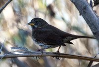 Fox Sparrow - Passerella iliaca