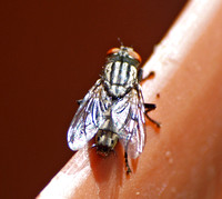 Flesh flies -  spp.