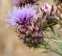 Artichoke Thistle - Cynara cardunculus