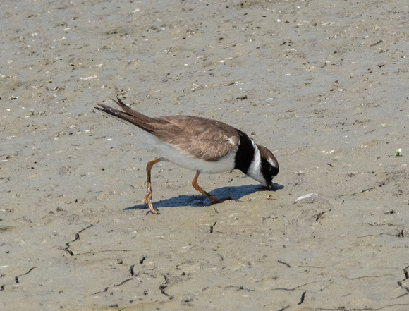 Common Ringed Plover - Charadrius hiaticula