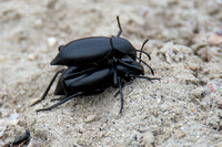 Stink beetle - Eleodes gracilis