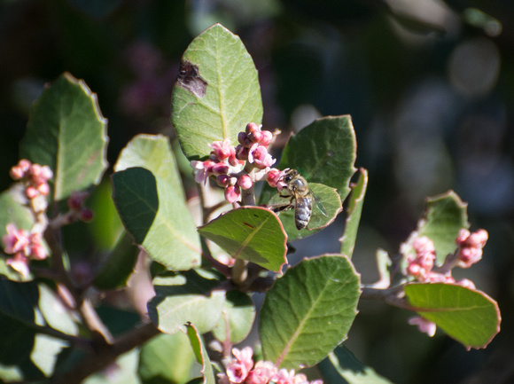 Lemonade Berry - Rhus integrifolia