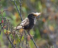 Northern House Wren - Troglodytes aedon