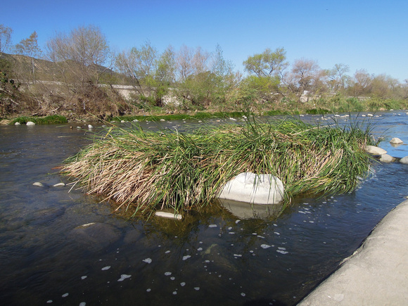 Cattail flattened by high water